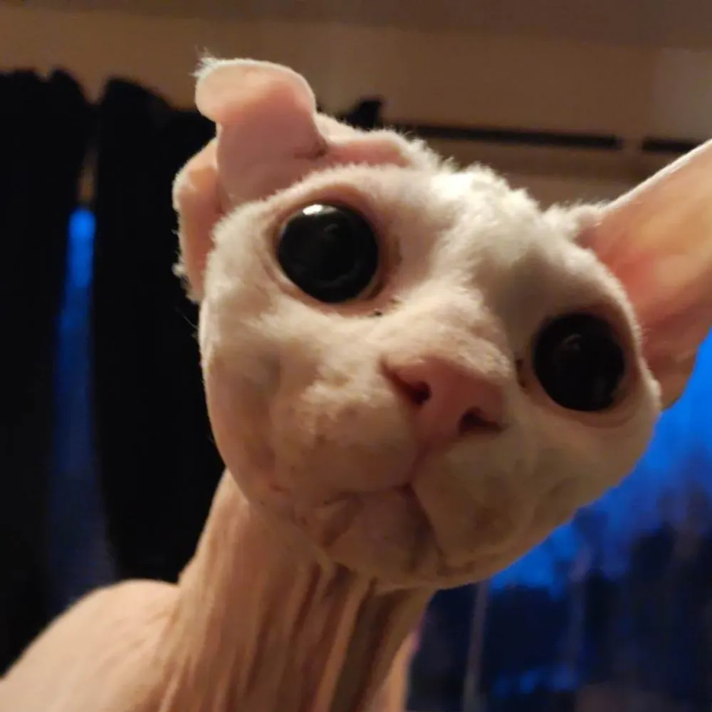 leuph.bsky.social's profile picture