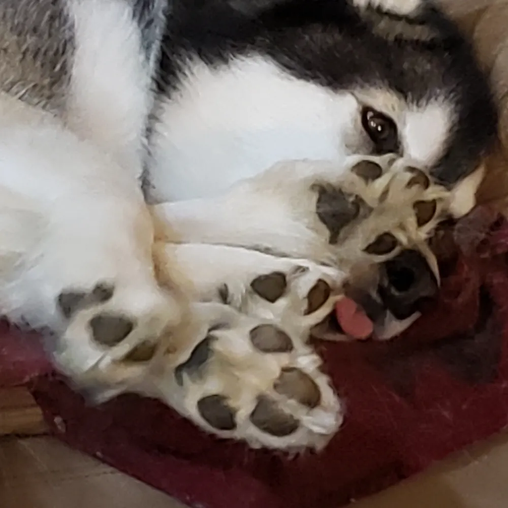 peacelovekimchi.bsky.social's profile picture