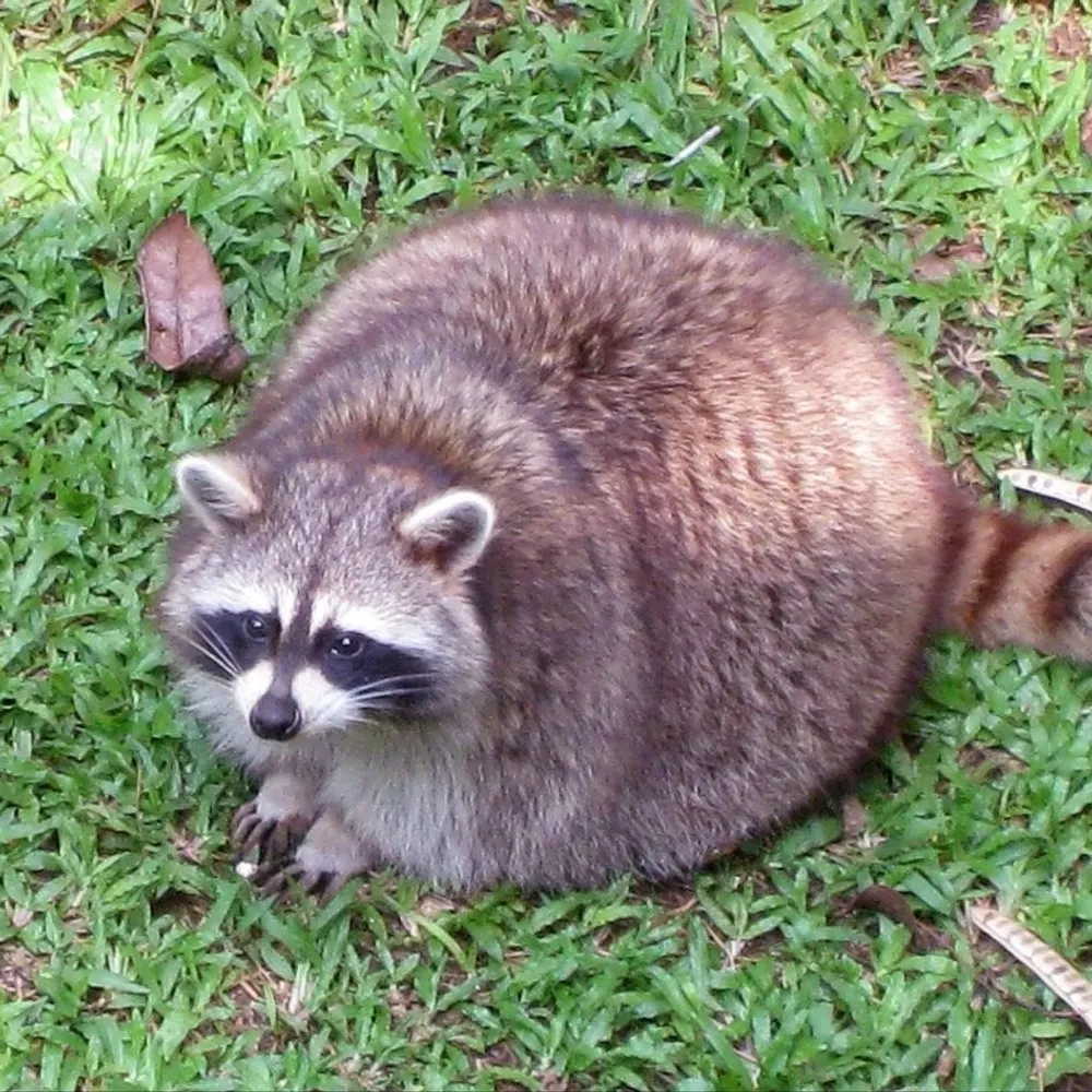 beanus.gay's profile picture