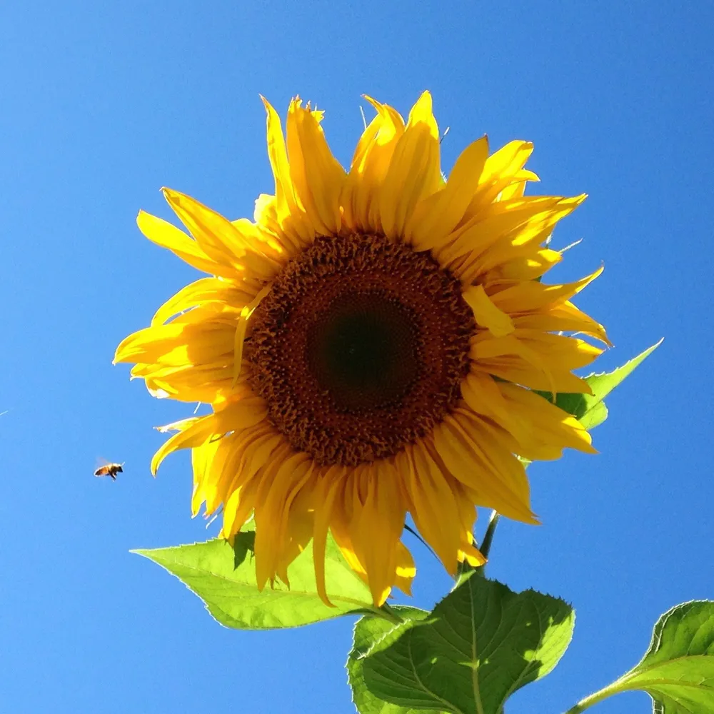 funksands.bsky.social's profile picture