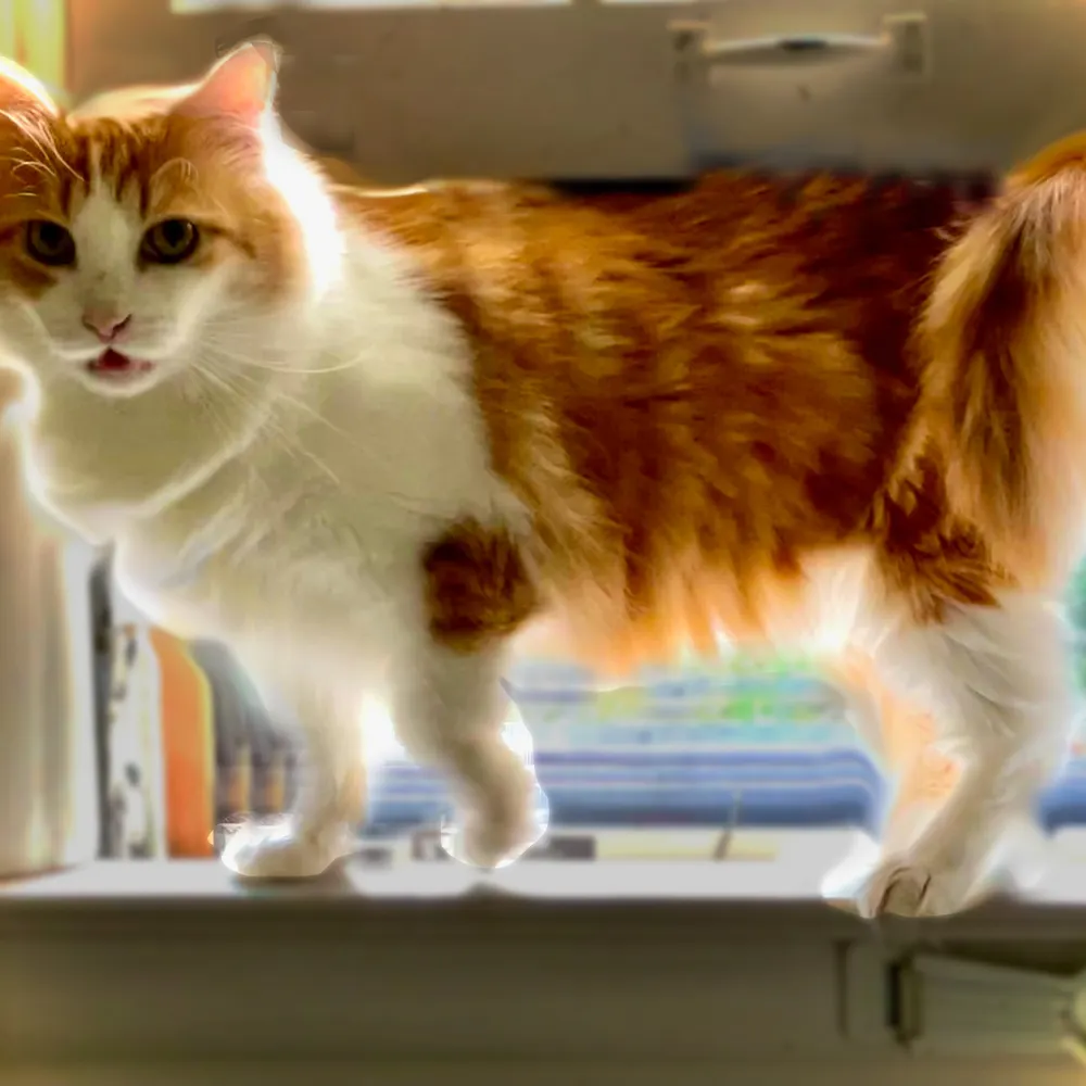 bigbrohem.bsky.social's profile picture