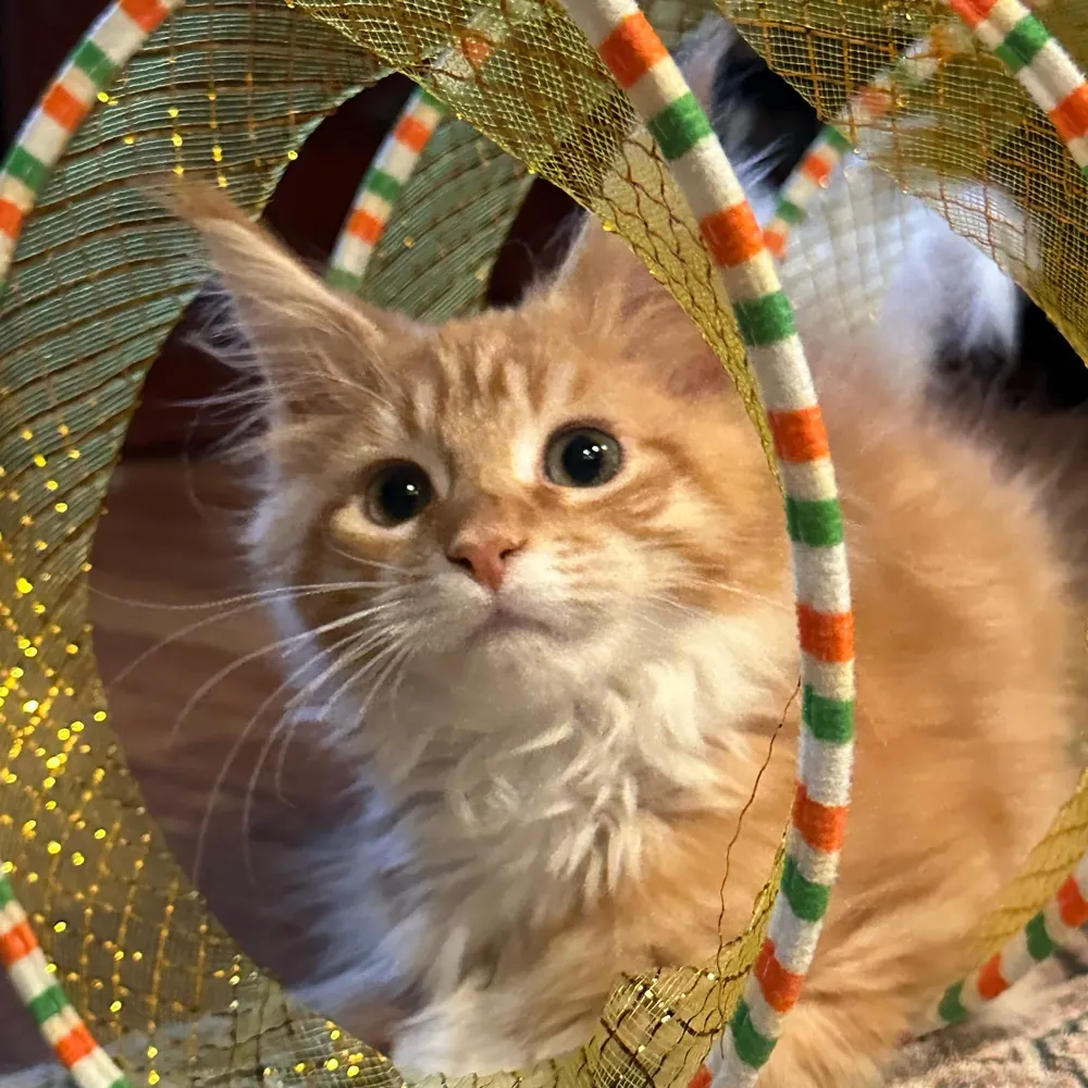 conniebl3u.bsky.social's profile picture