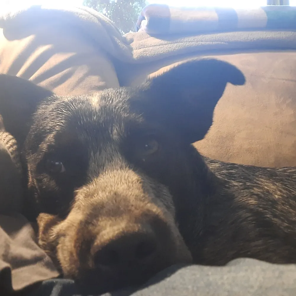 carogil.bsky.social's profile picture