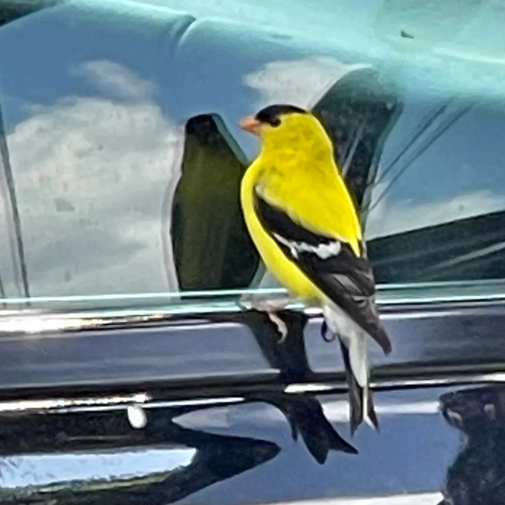 treetopflyer.bsky.social's profile picture