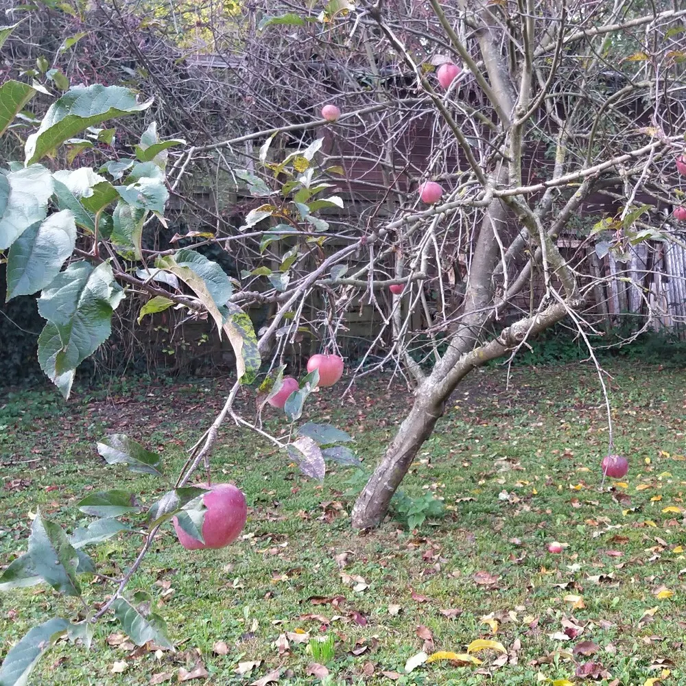 cludaix.bsky.social's profile picture