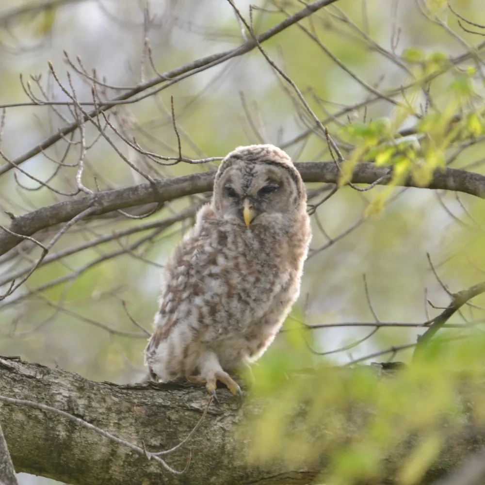 lorikins.bsky.social's profile picture