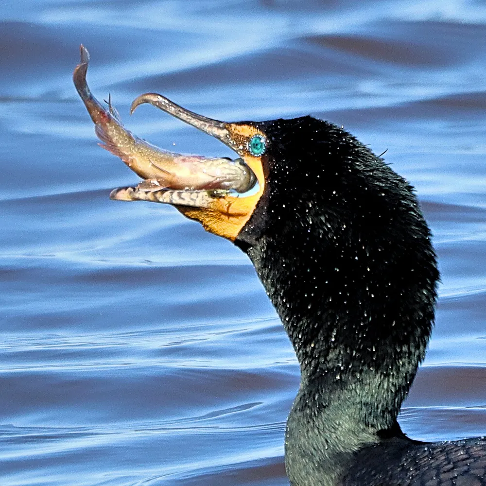 clinty1.bsky.social's profile picture