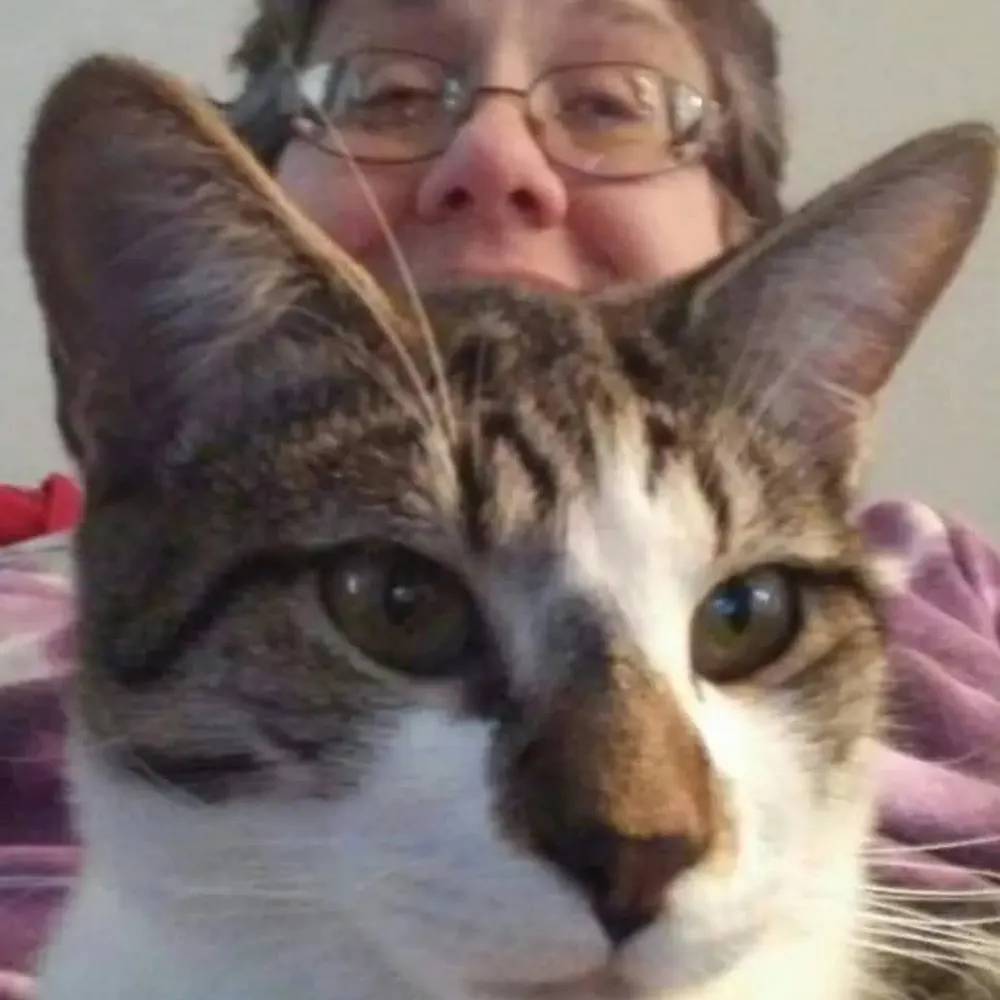 meowomon.bsky.social's profile picture