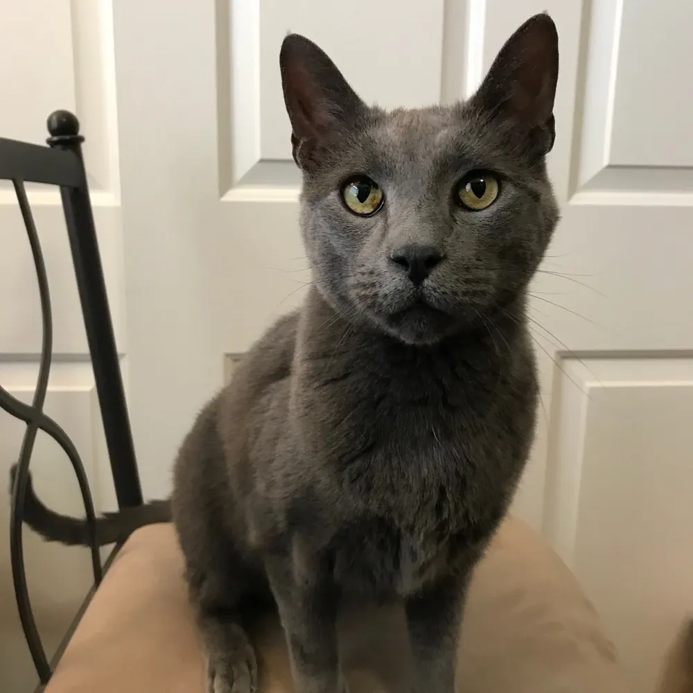 jeffrethecat.bsky.social's profile picture