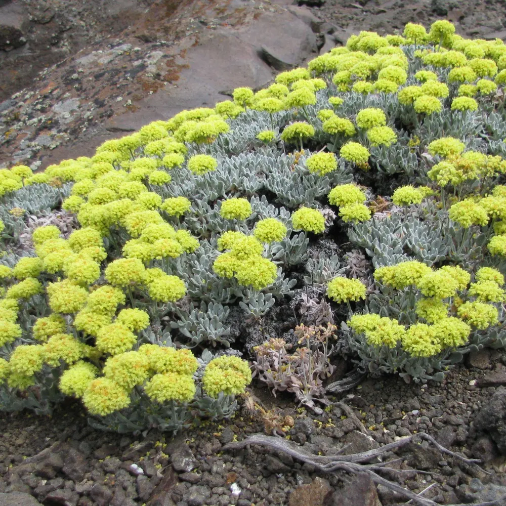 raoulmarkbruce.bsky.social's profile picture