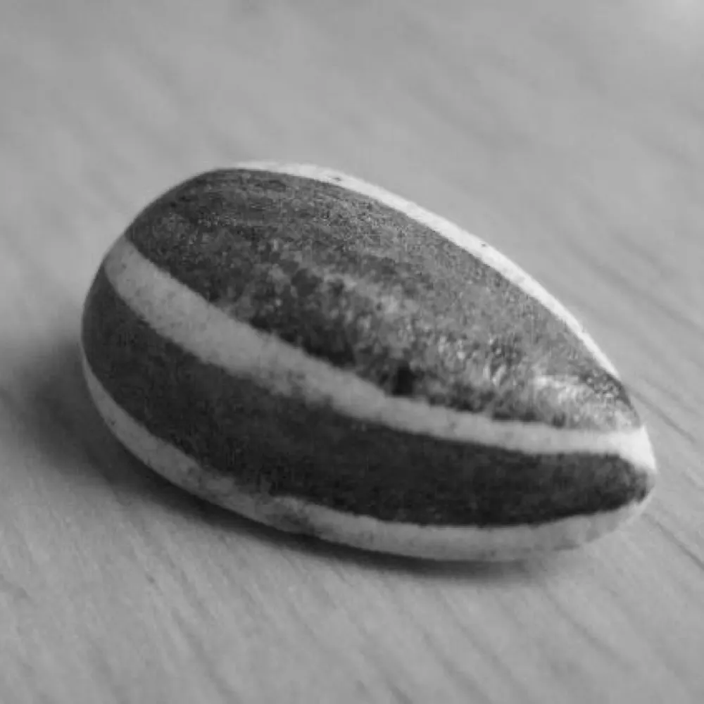 tzemingdynasty.bsky.social's profile picture