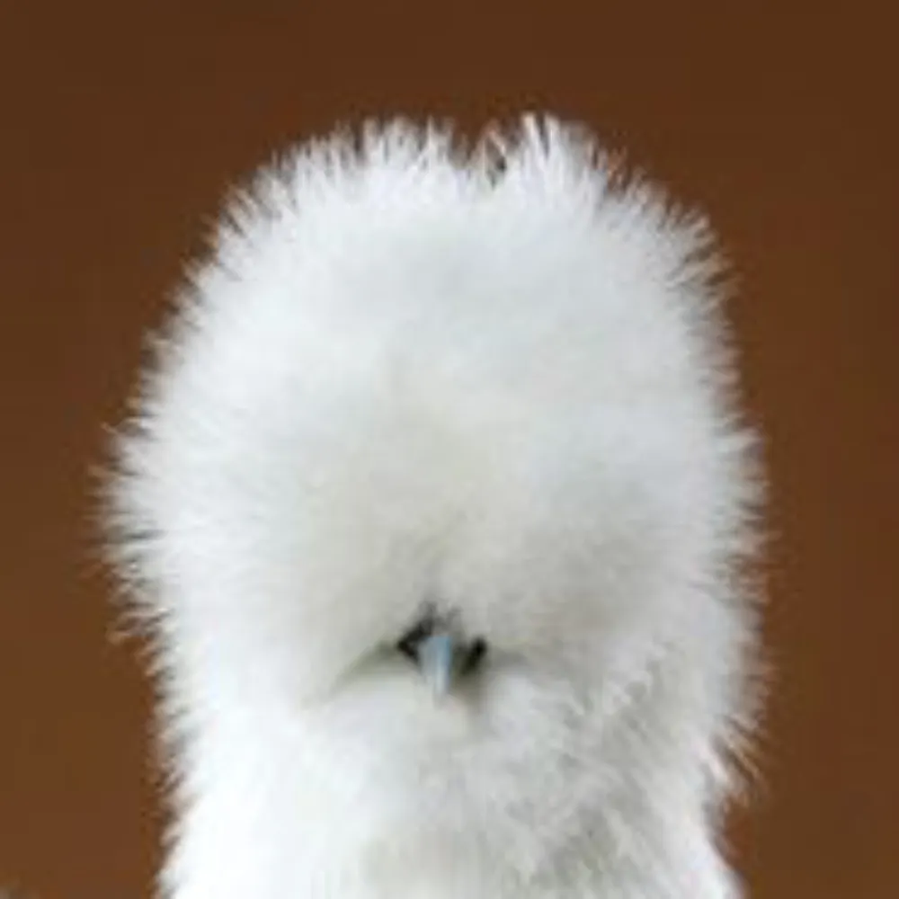 poofbirb.bsky.social's profile picture