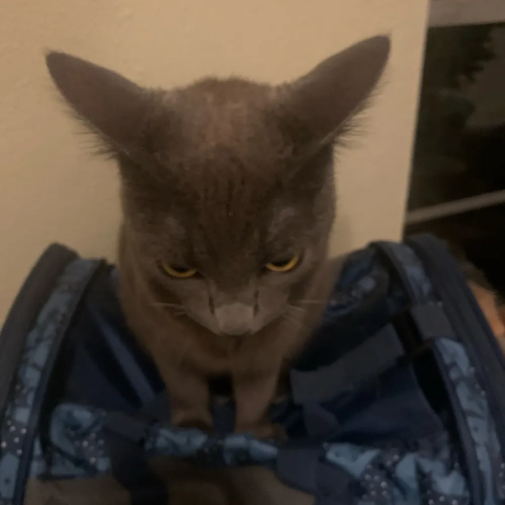 pebbleastro.bsky.social's profile picture