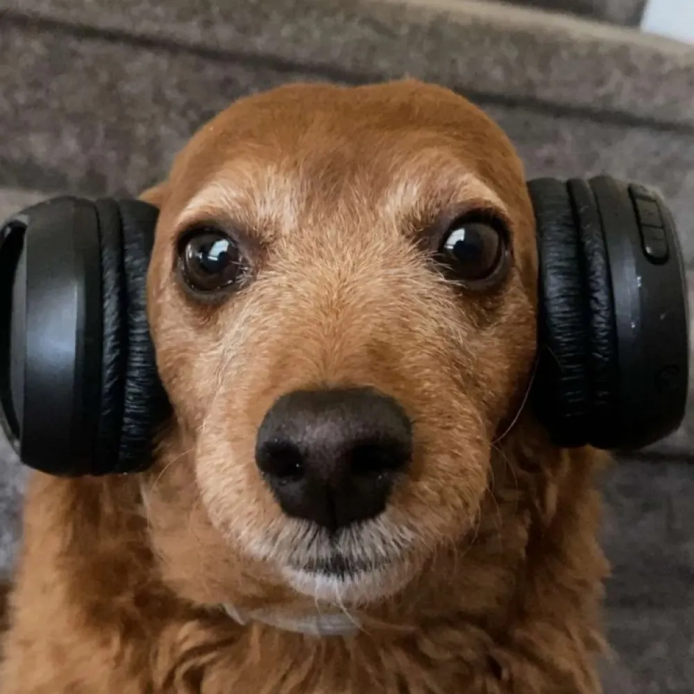 forhumanity.bsky.social's profile picture