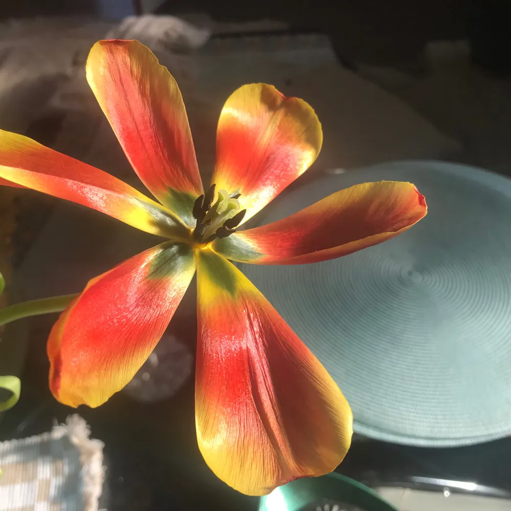 yoursecretsanta.bsky.social's profile picture