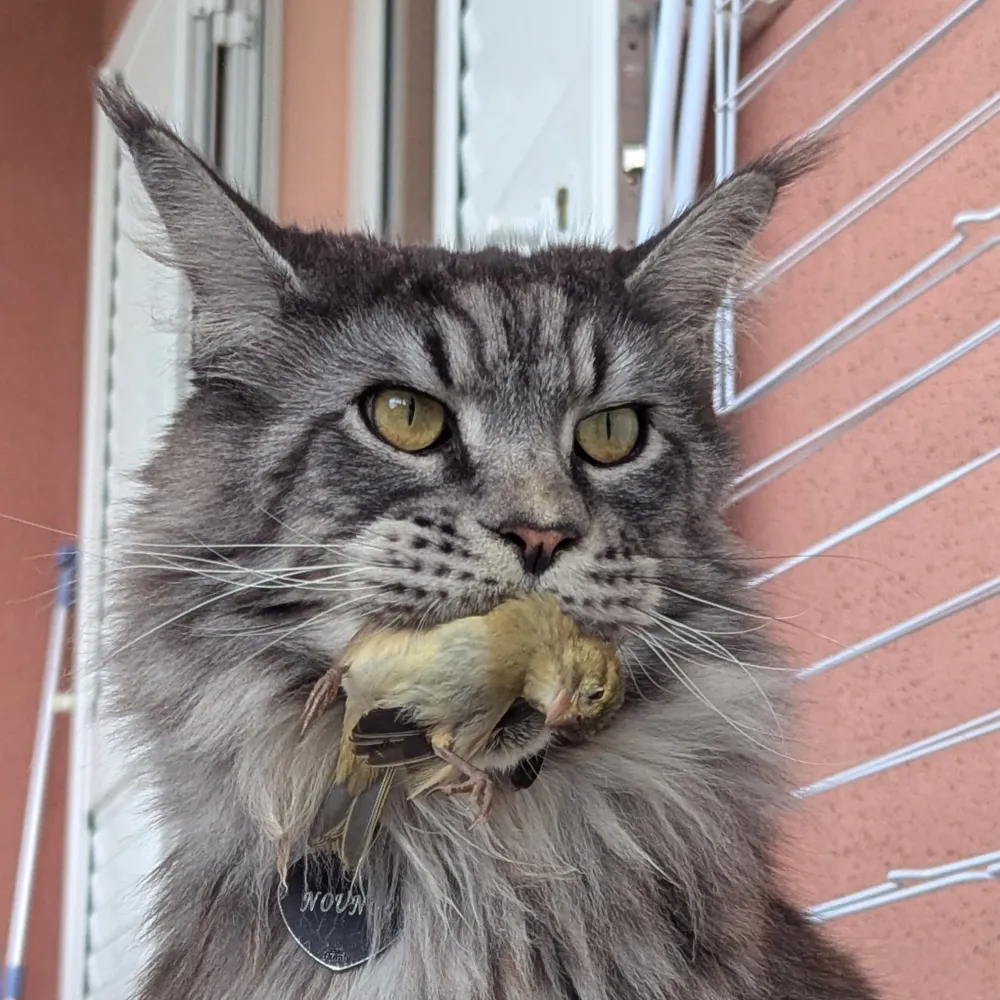 pyvd.bsky.social's profile picture