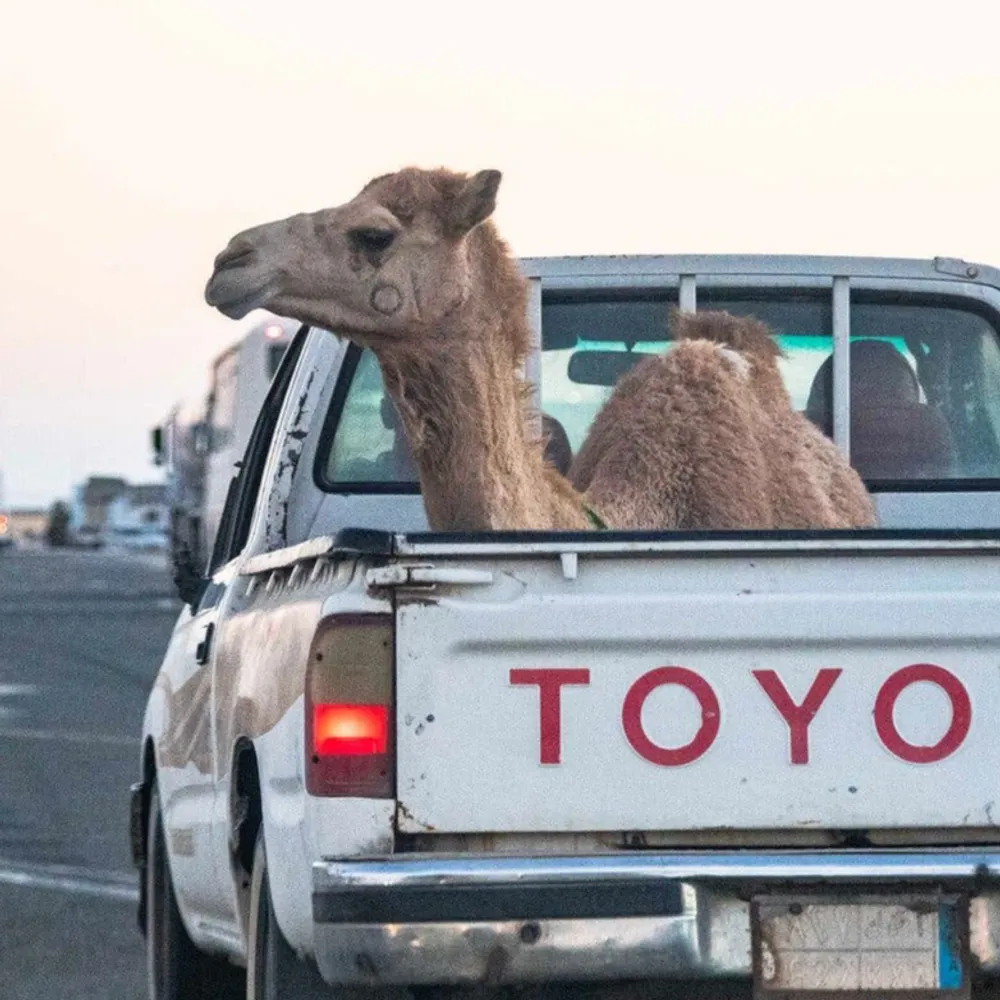 idlerat.bsky.social's profile picture