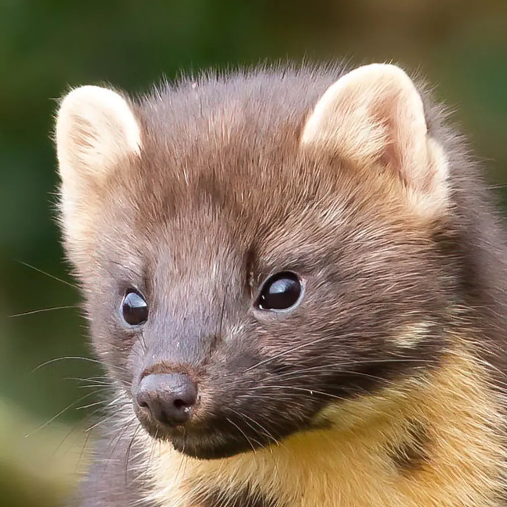 hourlymartens.bsky.social's profile picture