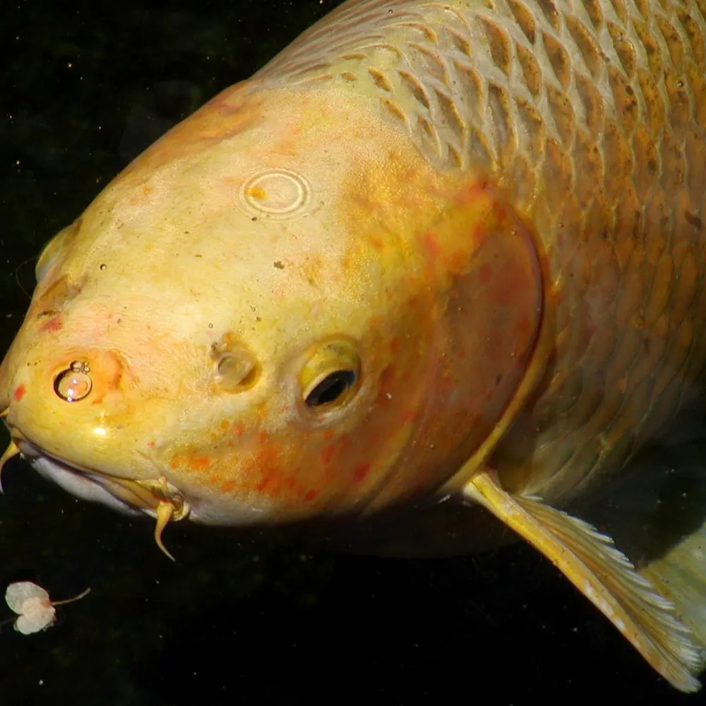 alexchurch.bsky.social's profile picture