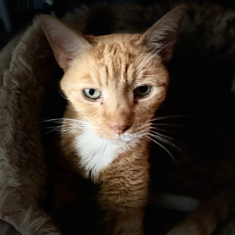 shazbot42.bsky.social's profile picture