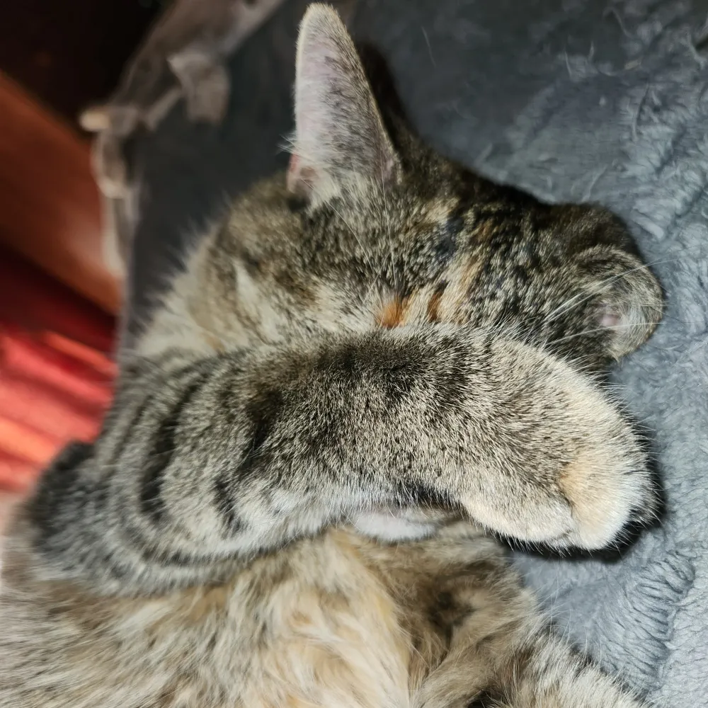 tuckaduck.bsky.social's profile picture