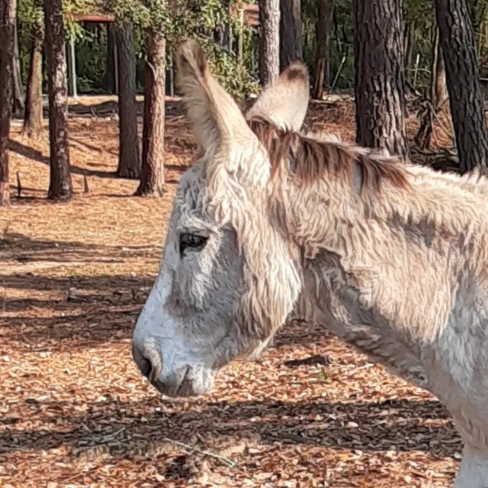 pokethebully.bsky.social's profile picture