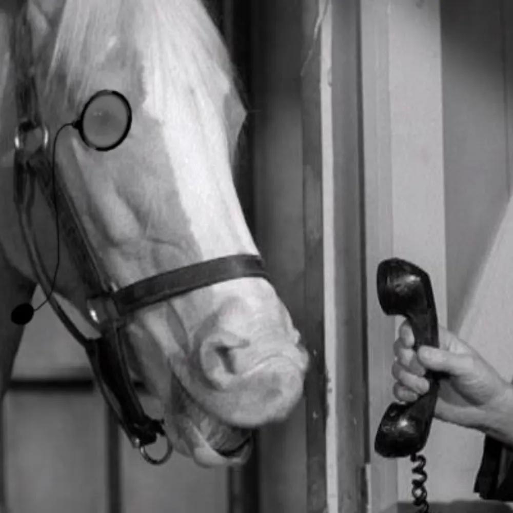 badhorse.bsky.social's profile picture