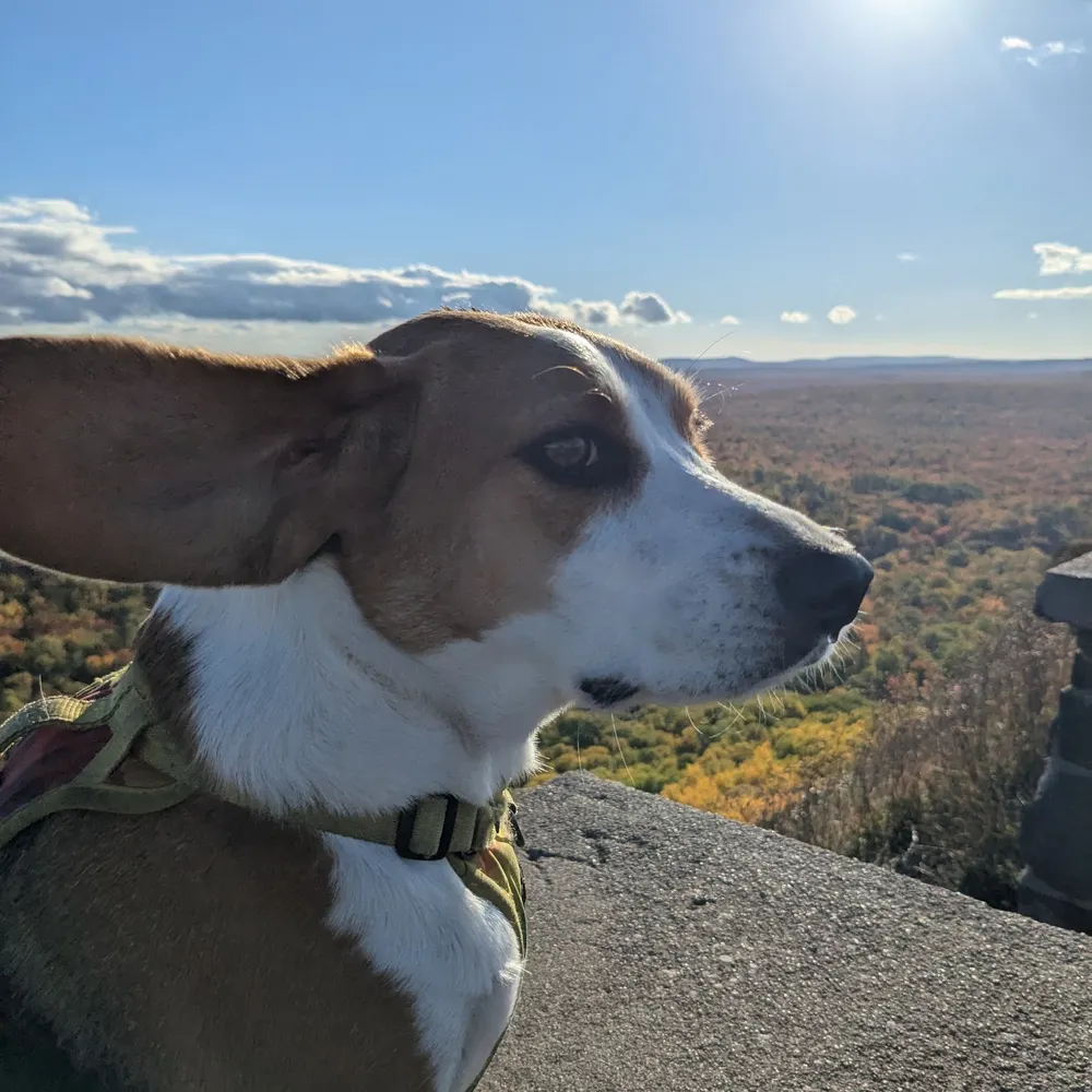 madootra.bsky.social's profile picture