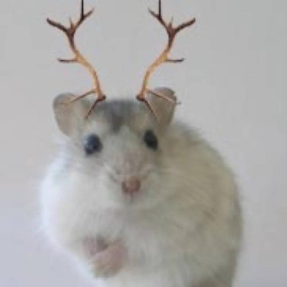 prairiehamster.bsky.social's profile picture