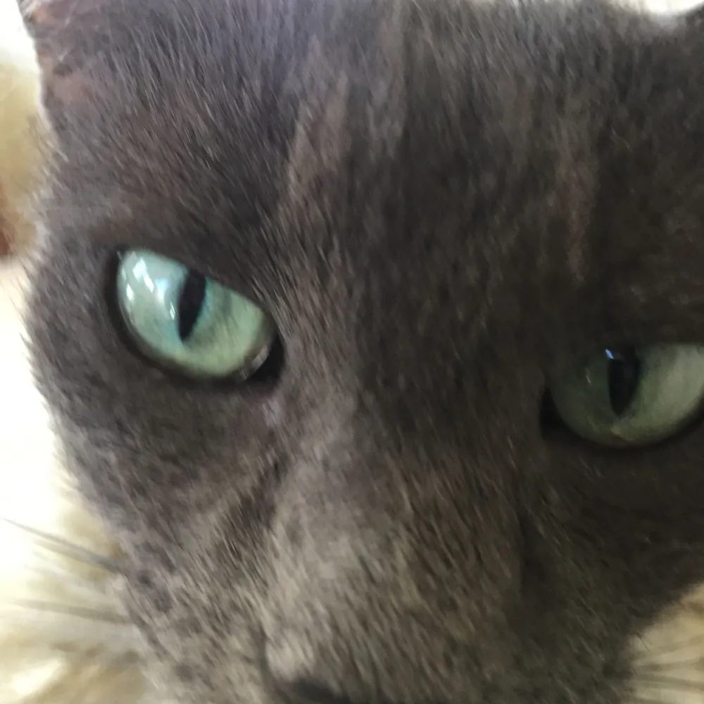 shedevilpatrol.bsky.social's profile picture