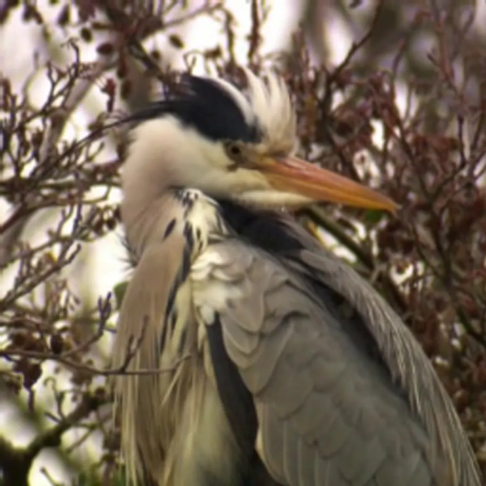 123smoothie.bsky.social's profile picture