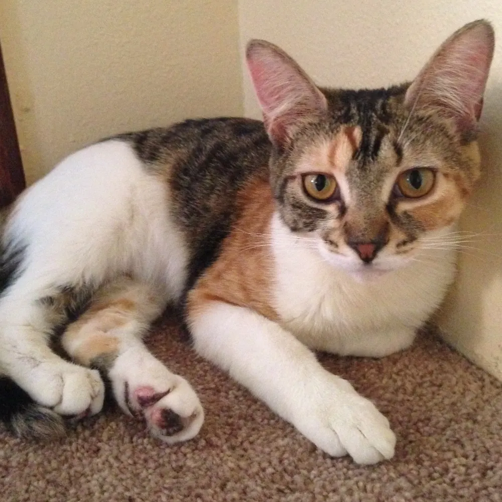 katznjazz.bsky.social's profile picture