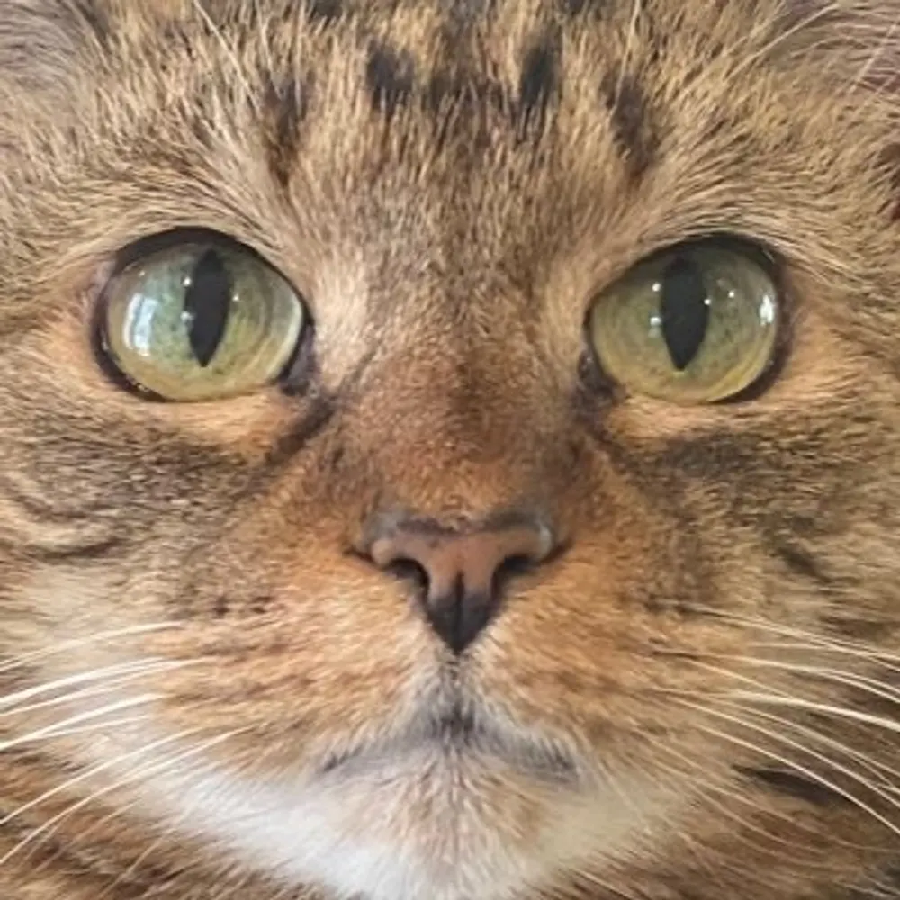 peaopoe.bsky.social's profile picture