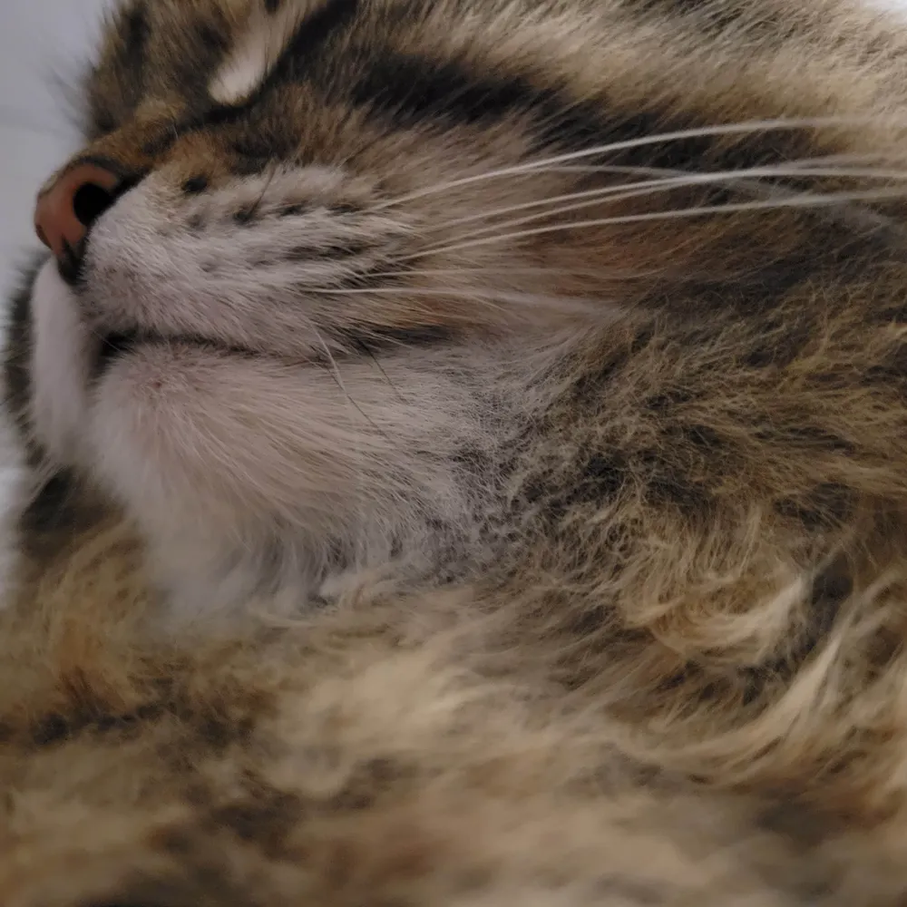 trappedunderacat.bsky.social's profile picture