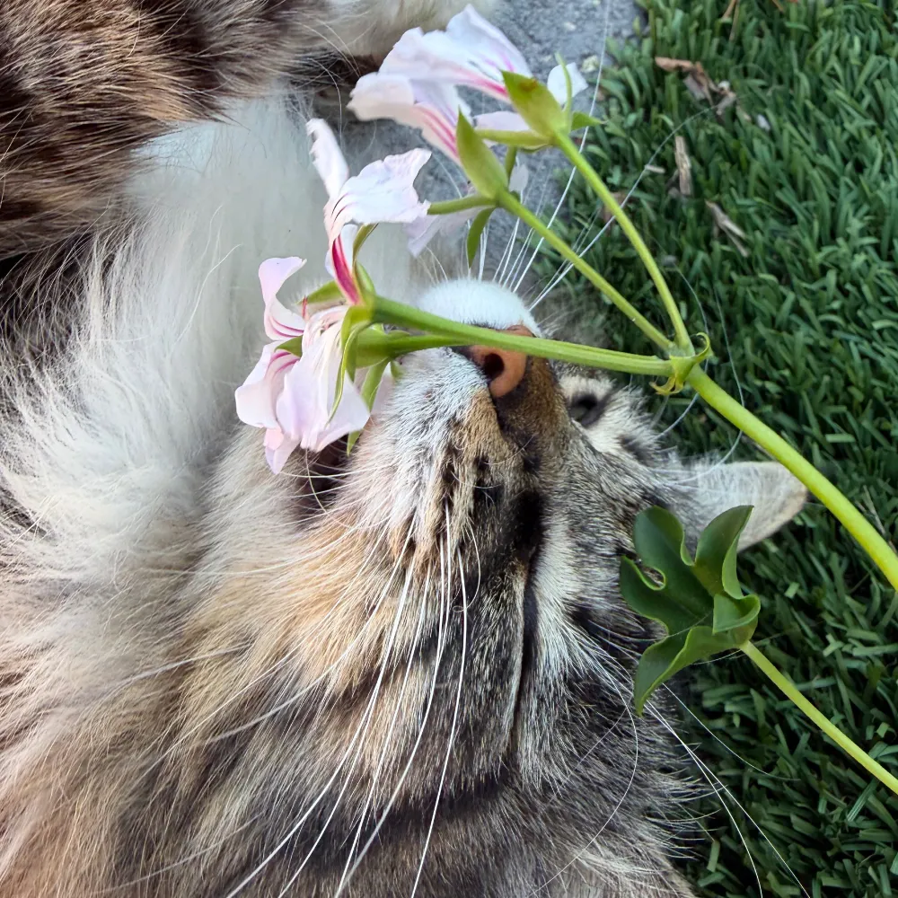 fluffinivory.bsky.social's profile picture