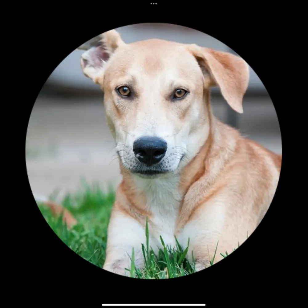 robinindfw.bsky.social's profile picture