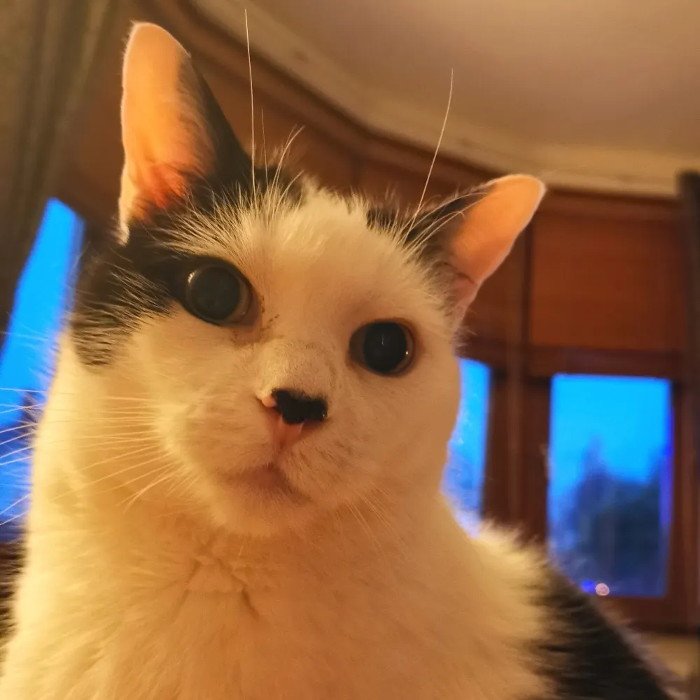 drdaillewellyn.bsky.social's profile picture