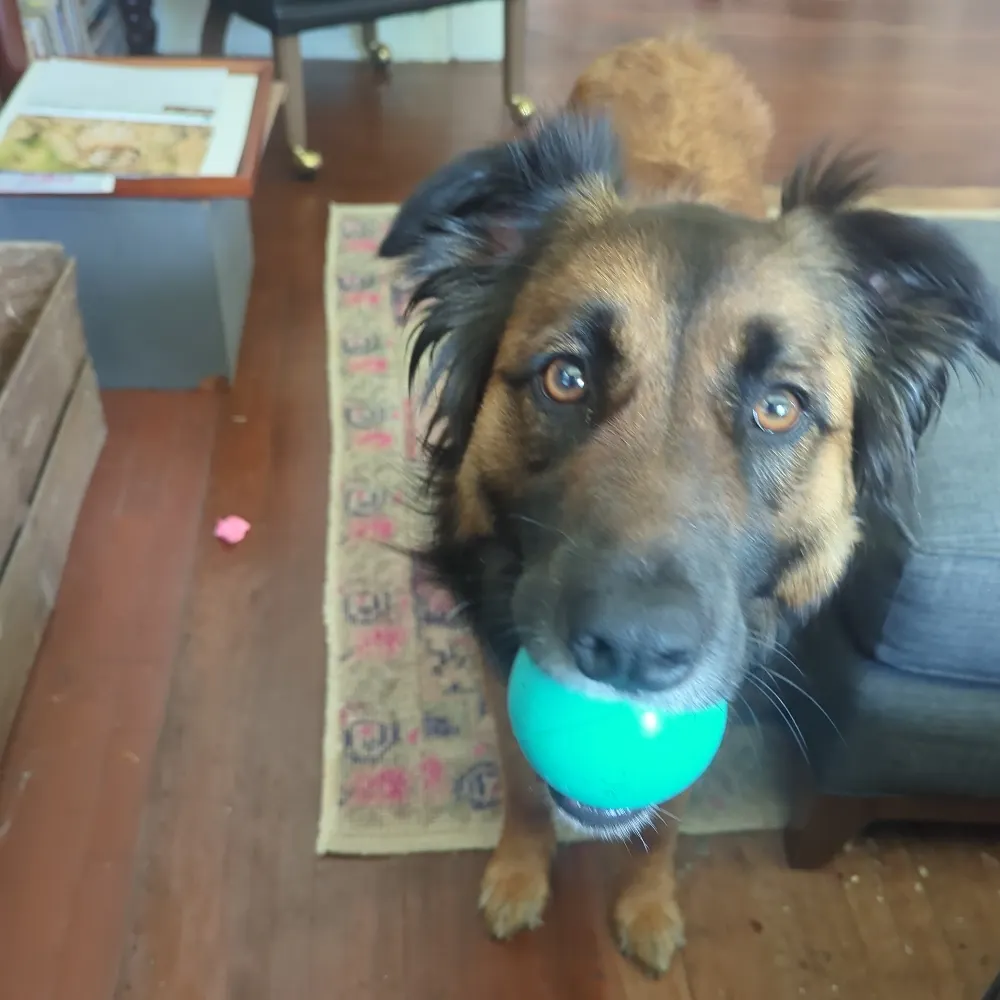 peterodactyl.bsky.social's profile picture