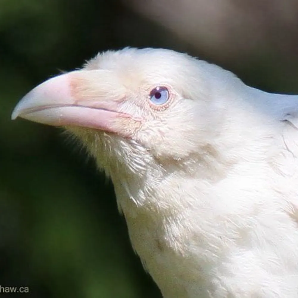 theravenof.bsky.social's profile picture