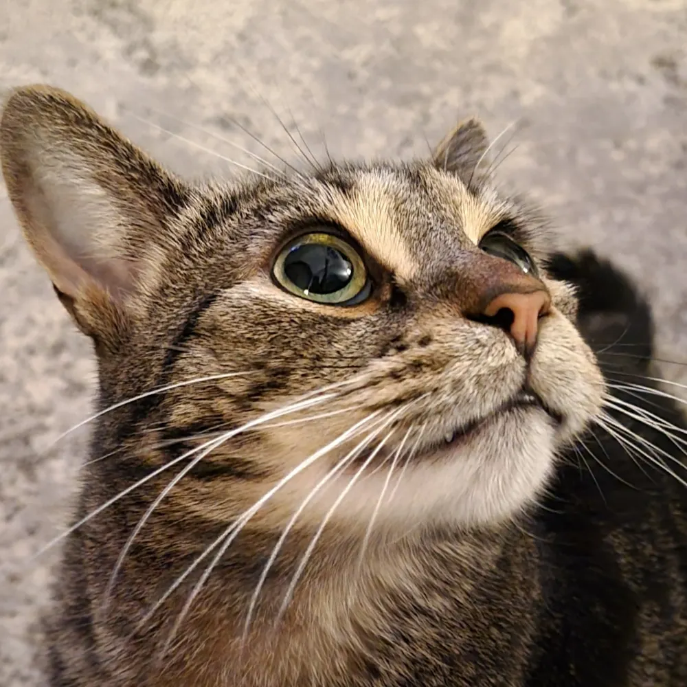 thekert.bsky.social's profile picture