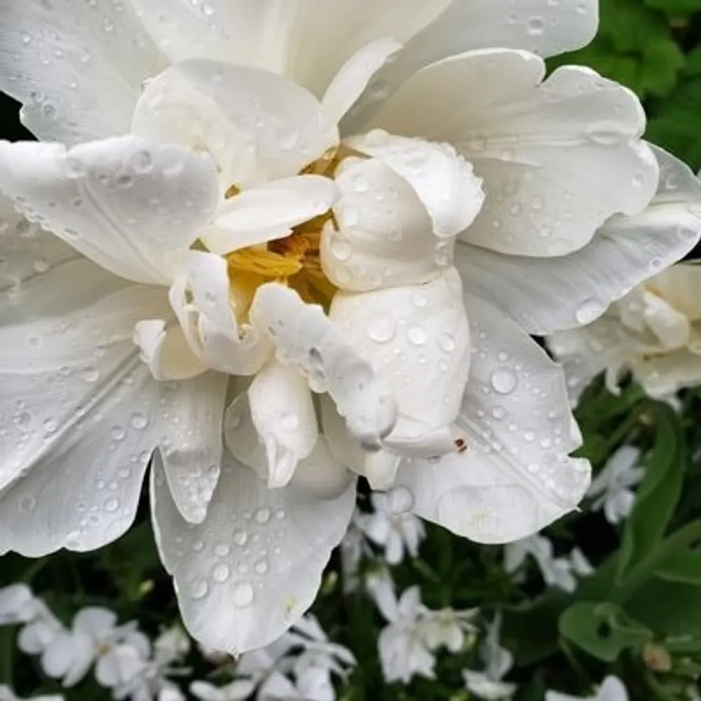 hiina-aka-sora.bsky.social's profile picture