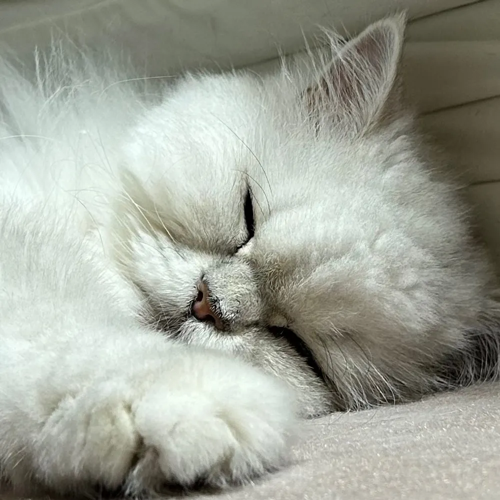 taniyo.bsky.social's profile picture