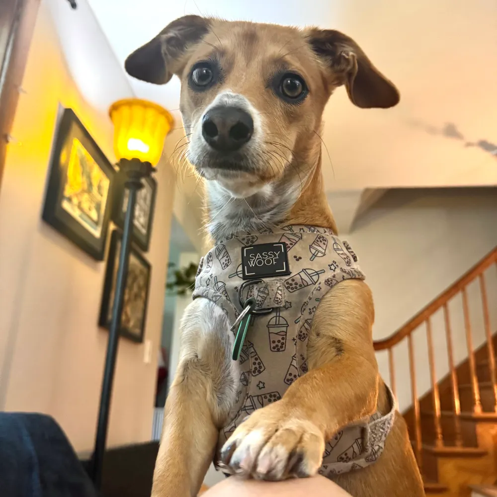 lucyrae.bsky.social's profile picture