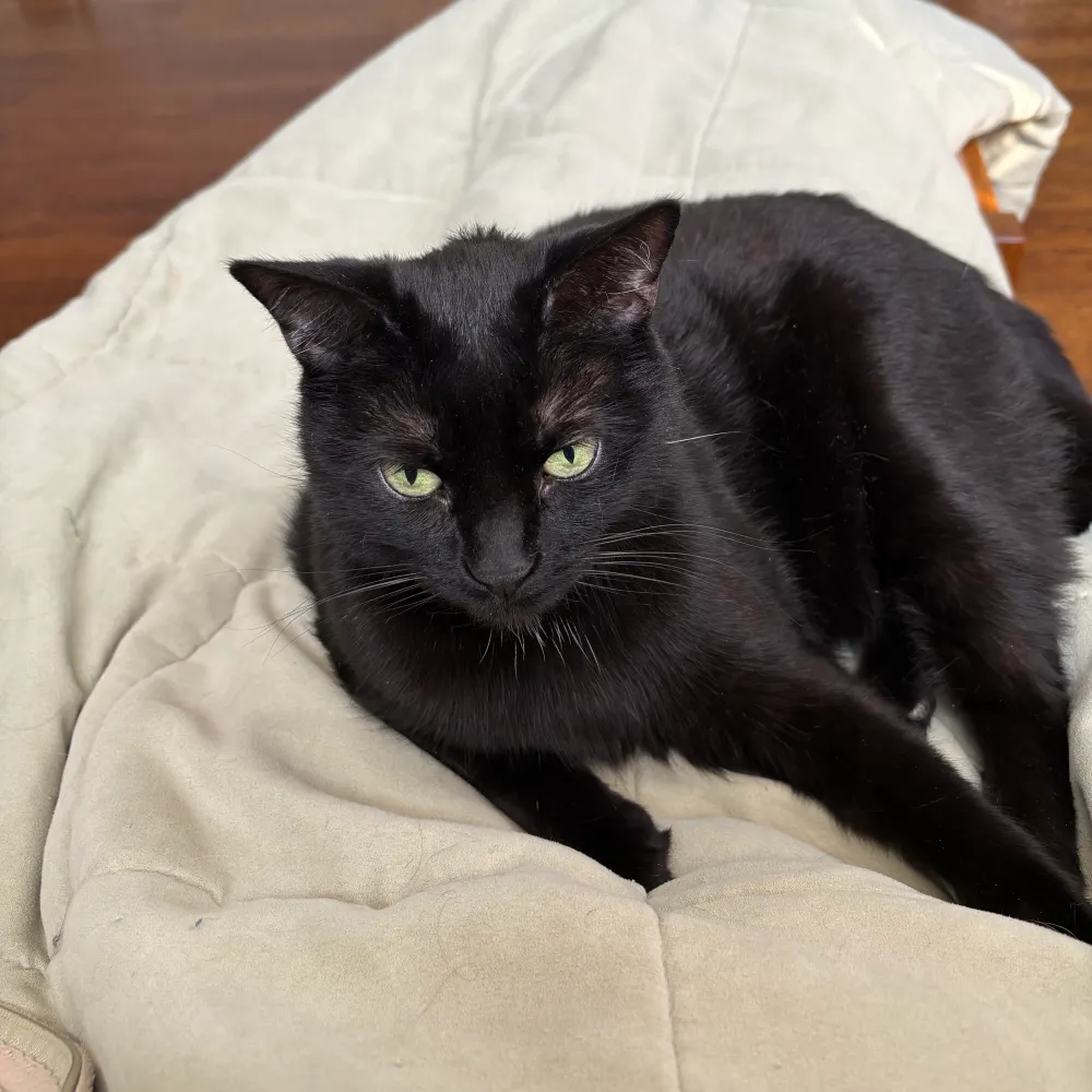 catdamama.bsky.social's profile picture