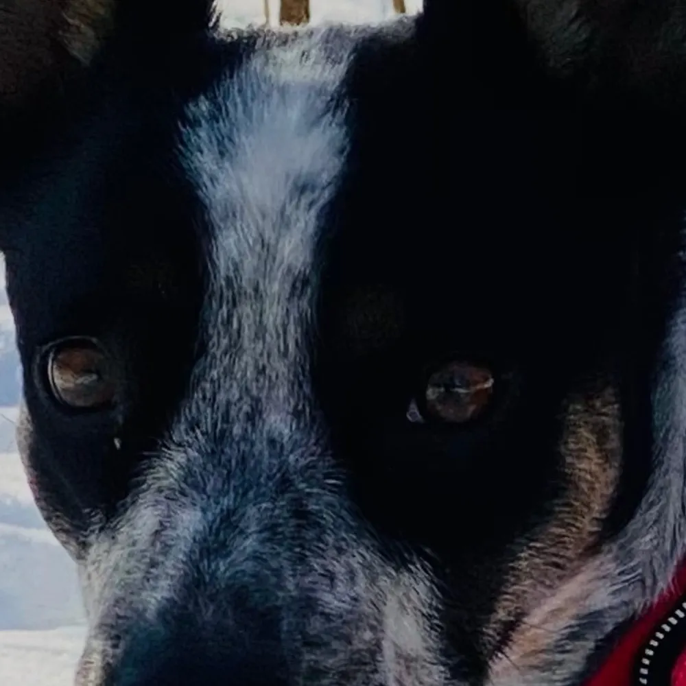 zbird7.bsky.social's profile picture