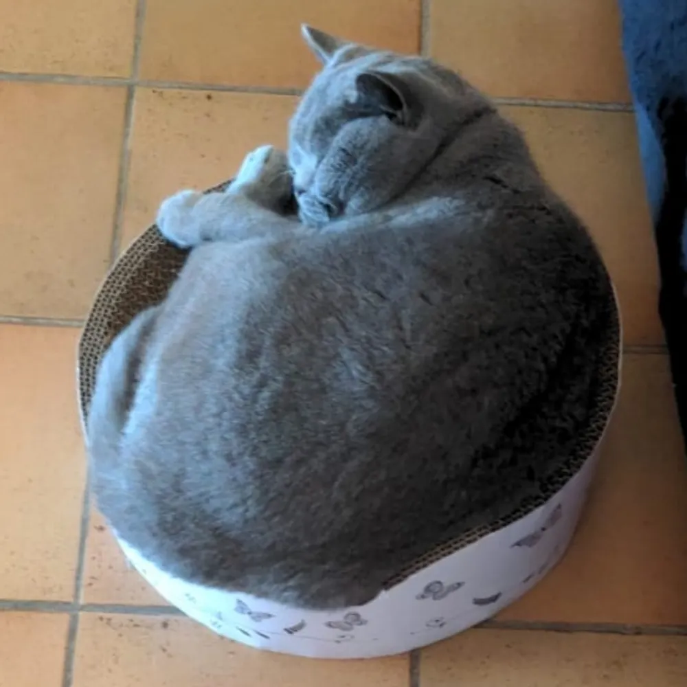 smteacsmo.bsky.social's profile picture