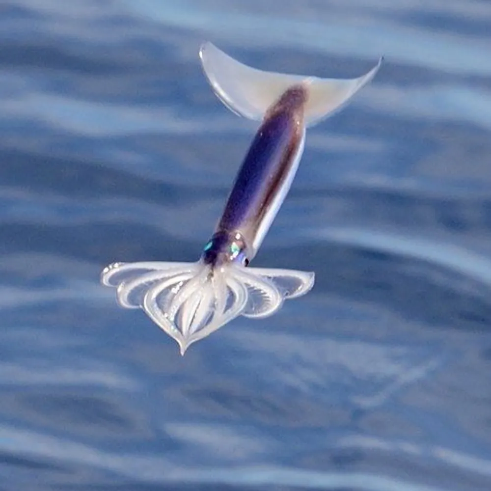 flyingsquid.bsky.social's profile picture