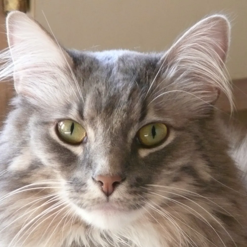 uriel52.bsky.social's profile picture