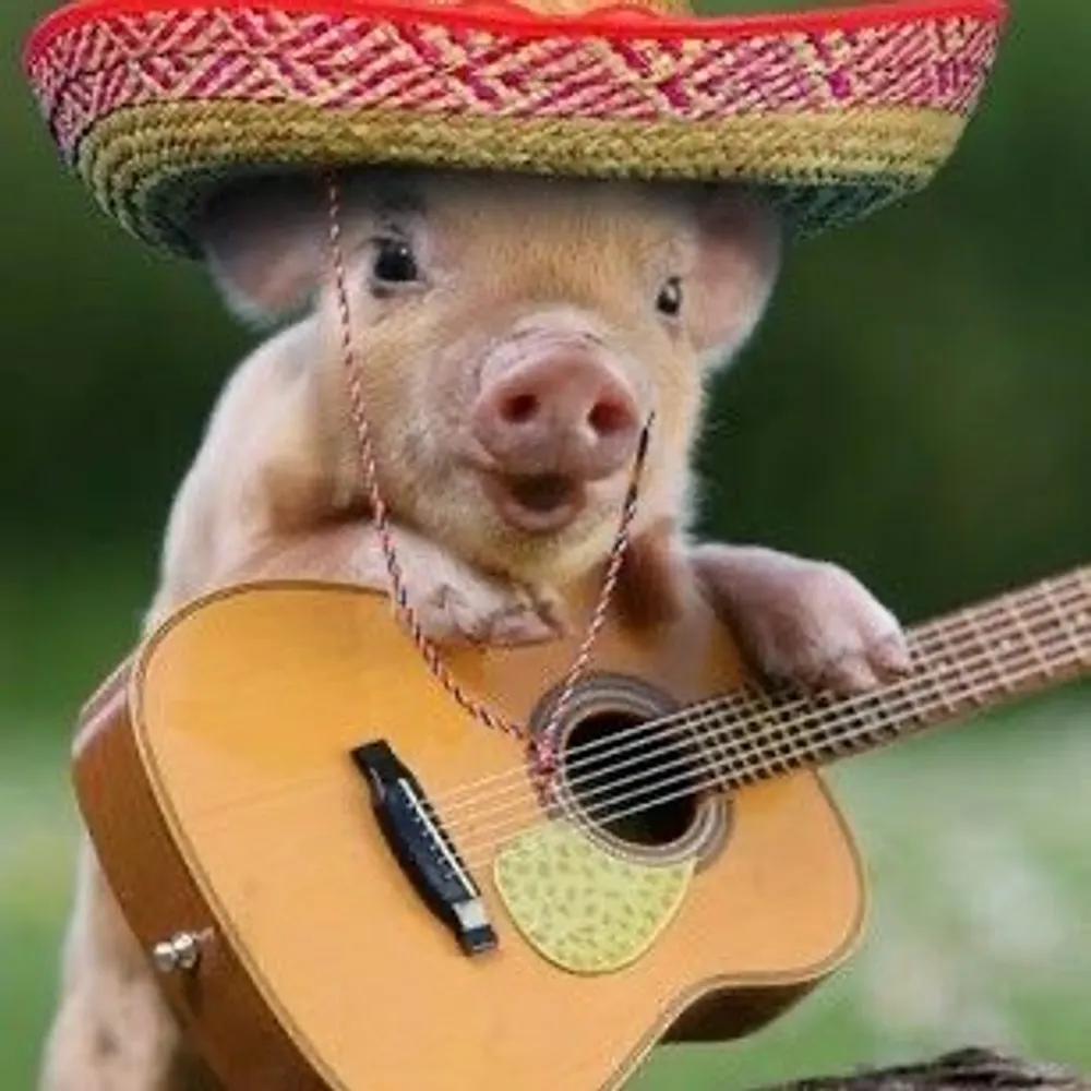 cantantecerdo.bsky.social's profile picture