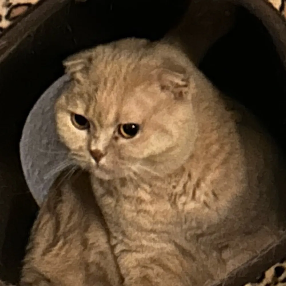 dipsers.bsky.social's profile picture